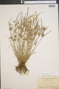 Cyperus bipartitus image